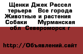 Щенки Джек Рассел терьера - Все города Животные и растения » Собаки   . Мурманская обл.,Североморск г.